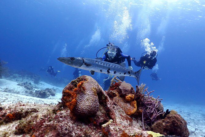 Cozumel Express 2-Tank Dives from Playa del Carmen/ Only for Certified Divers - Final Thoughts