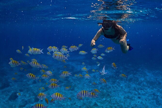 Cozumel Luxury Sailing & Snorkeling with Lunch and Open Bar Onboard - Price, Value, and Who it’s Best For