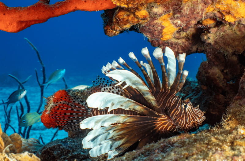 Cozumel Marine Park: Discover Scuba Diving Experience - An In-Depth Look at the Experience
