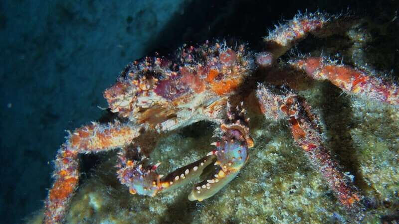 Cozumel: Night Snorkel Adventure - Introduction: Why Consider a Night Snorkel in Cozumel?
