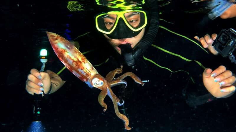 Cozumel: Night Snorkel Adventure - The Marine Life: What You Might See