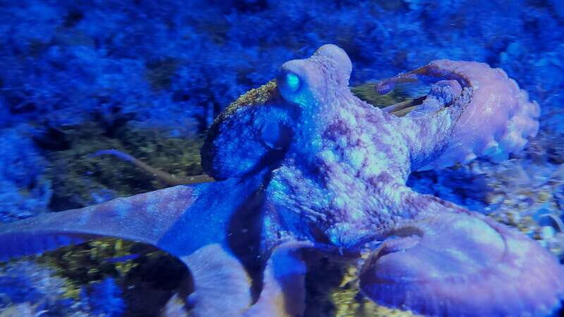 Cozumel: Night Snorkel Adventure - Authenticity and Real Traveler Feedback