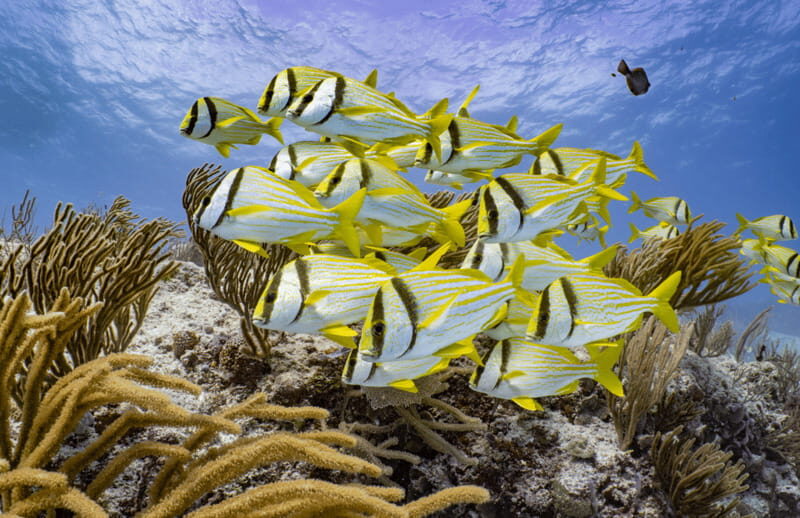 Cozumel: Open Water PADI Diver Course - An Honest Look at the Cozumel PADI Open Water Course