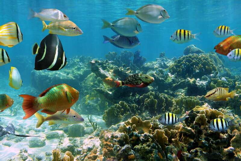 Cozumel: Palancar, Columbia and Cielo Reefs Snorkeling Tour - An In-Depth Look at the Experience