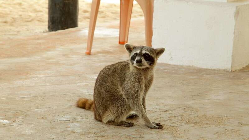 Cozumel Parks: Chankanaab, Punta Sur, San Gervasio+Transport - FAQs