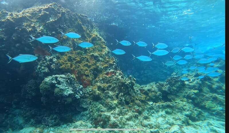 Cozumel, Passion Island: 4-Hour Private Tour - An In-Depth Look at the Cozumel Passion Island Tour