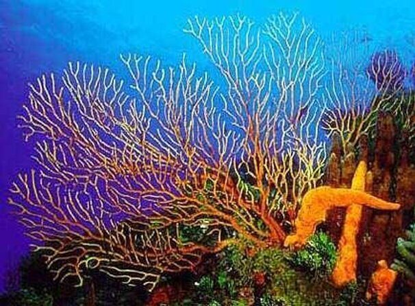 Cozumel Private 4-hour Boat Tour to El Cielo with Snorkeling - Key Points