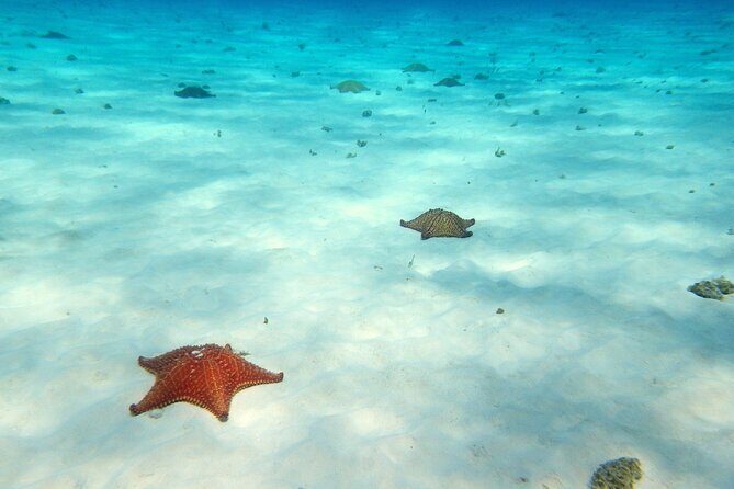 Cozumel Private 4-hour Boat Tour to El Cielo with Snorkeling - Final Thoughts