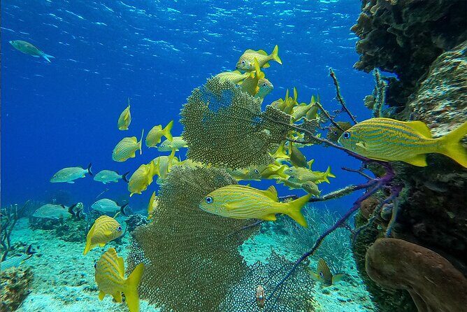Cozumel Private Yacht and Snorkel with Lunch and Open Bar Onboard - Real-World Perspectives from Past Travelers
