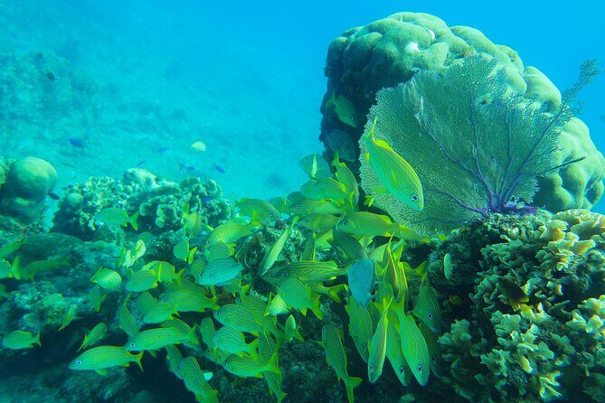 Cozumel Reef Snorkeling Tour - Who Should Consider This Tour?
