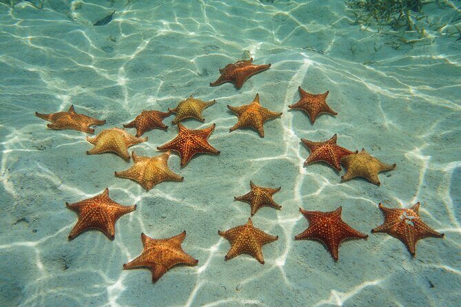 Cozumel Reef Snorkeling Tour - The Sum Up