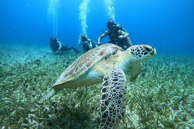 Cozumel Scuba Dive at Chankanaab - An In-Depth Look at the Cozumel Chankanaab Experience