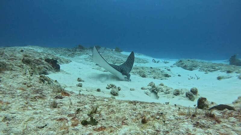 Cozumel Scuba Diving: 2 Tanks in the National Park for certified divers - Key Points