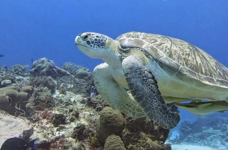 Cozumel Scuba Diving: 2 Tanks in the National Park for certified divers - The Marine Environment: Why It Matters