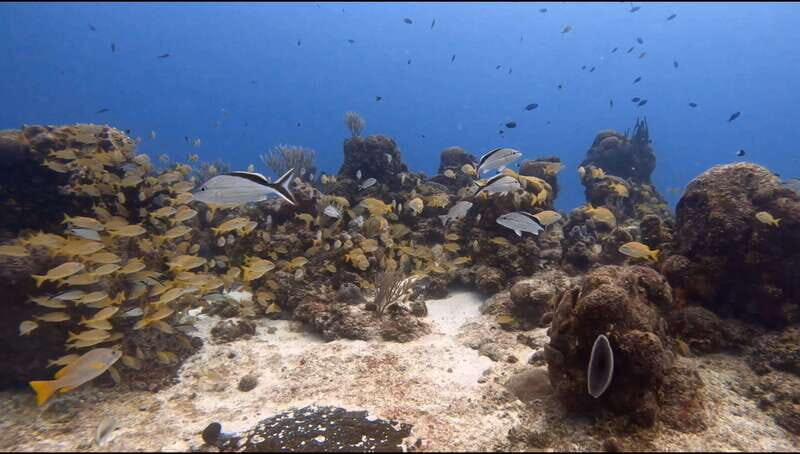 Cozumel Scuba Diving: 2 Tanks in the National Park for certified divers - Final Thoughts