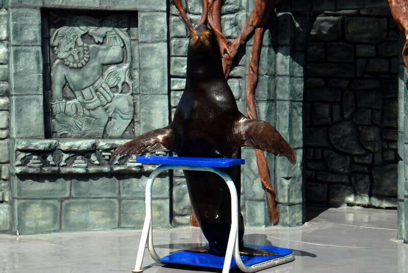 Cozumel: Sea Lion Program at Chankanaab Beach Adventure Park - What to Expect at the Sea Lion Program