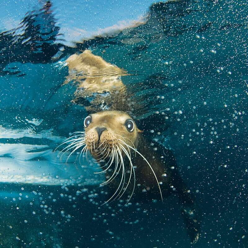 Cozumel: Sea Lion Program at Chankanaab Beach Adventure Park - The Sum Up