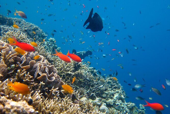 Cozumel Sea Safari Snorkeling Tour - Final Thoughts: Is This Tour for You?