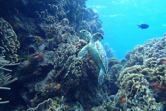 Cozumel Snorkel Experience! El Cielo Beach & Reef from Tulum City - A detailed look at the Cozumel Snorkel Experience