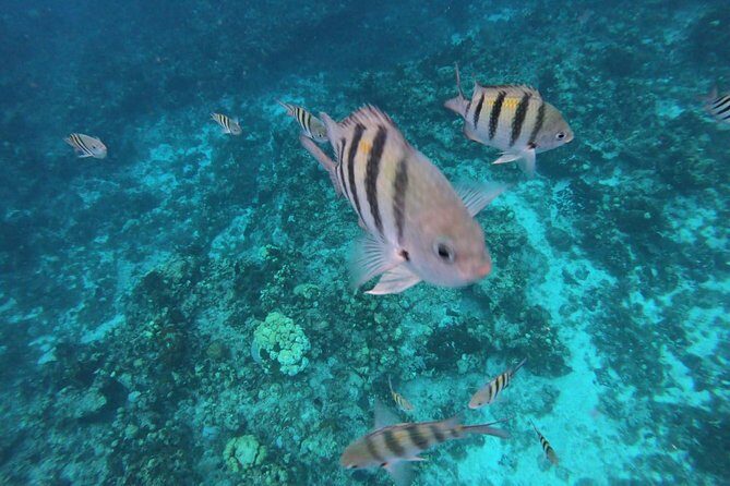 Cozumel Snorkel Nature Experience! Transportation from Cancun & Playa Del Carmen - Frequently Asked Questions (FAQs)