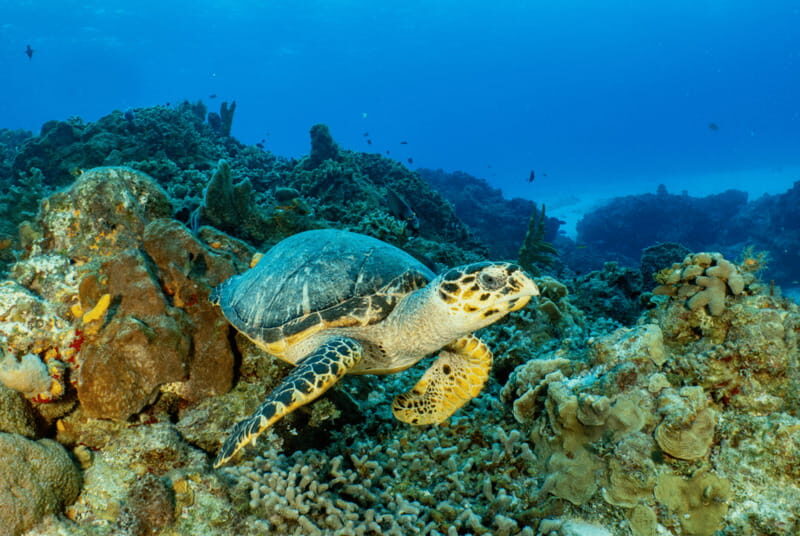 Cozumel: Snorkeling Boat Tour - Frequently Asked Questions