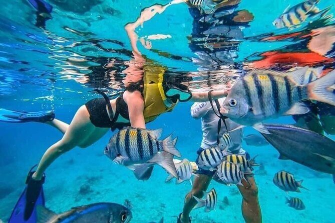 Cozumel Snorkeling Experience! El Cielo Reef from Cancun & Playa del Carmen - An In-Depth Look at the Tour