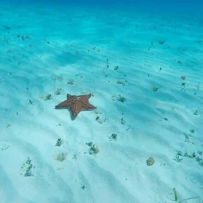 Cozumel: snorkeling on reefs + visit to "El Cielo" - Final Thoughts