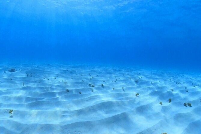 Cozumel Snorkeling Reef Experience with Ceviche and Beers - An Introduction to the Experience