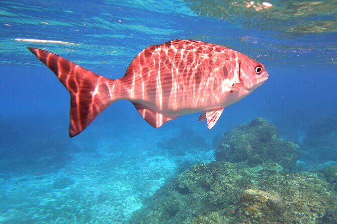 Cozumel Snorkeling Reef Experience with Ceviche and Beers - Final Thoughts