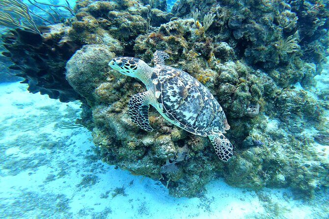 Cozumel Snorkeling Reef Experience with Ceviche and Beers - Frequently Asked Questions