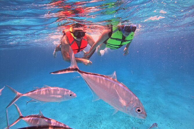Cozumel Snorkeling to Palancar & El Cielo with drinks & Snack - The Sum Up