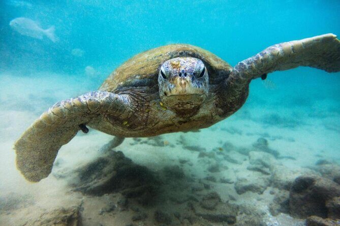 Cozumel Snorkeling Tour at Palancar & Colombia Reefs and El Cielo - Key Points