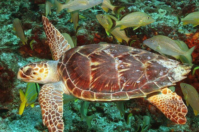 Cozumel Snorkeling Tour at Palancar & Colombia Reefs and El Cielo - FAQ