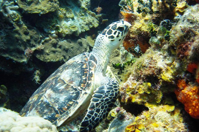Cozumel Snorkeling Tour at Palancar & Colombia Reefs and El Cielo - Final Thoughts