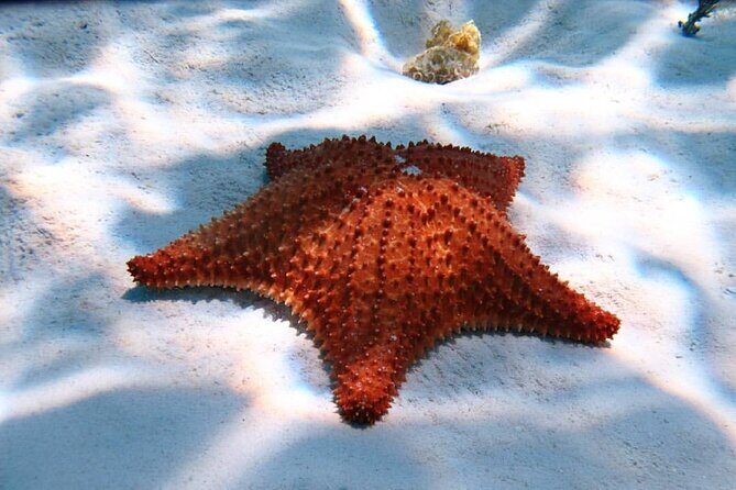 Cozumel Snorkeling Tour: Palancar, Columbia and El Cielo Reefs - What Makes This Snorkeling Tour Stand Out