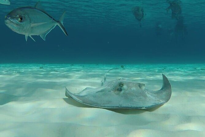 Cozumel Snorkeling Tour: Palancar, Columbia and El Cielo Reefs - The Sum Up