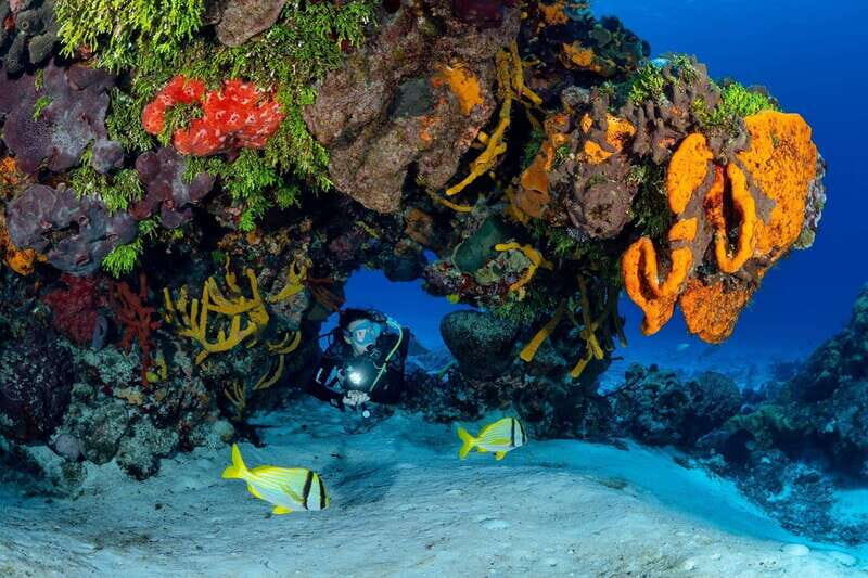 Cozumel: South Marine Park & Cozumel Reef Scuba Diving Tour - Key Points