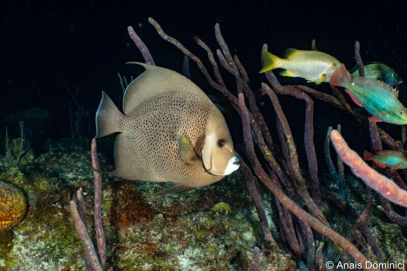 Cozumel: South Marine Park & Cozumel Reef Scuba Diving Tour - What to Expect from the Cozumel Marine Park & Reef Tour