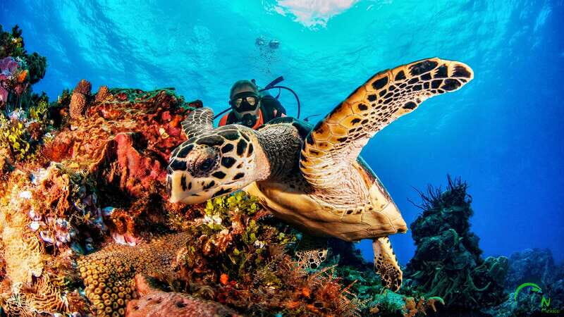 Cozumel: South Marine Park & Cozumel Reef Scuba Diving Tour - The Value of This Dive Tour