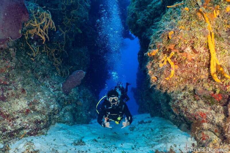 Cozumel: South Marine Park & Cozumel Reef Scuba Diving Tour - Who Will Love This Tour?