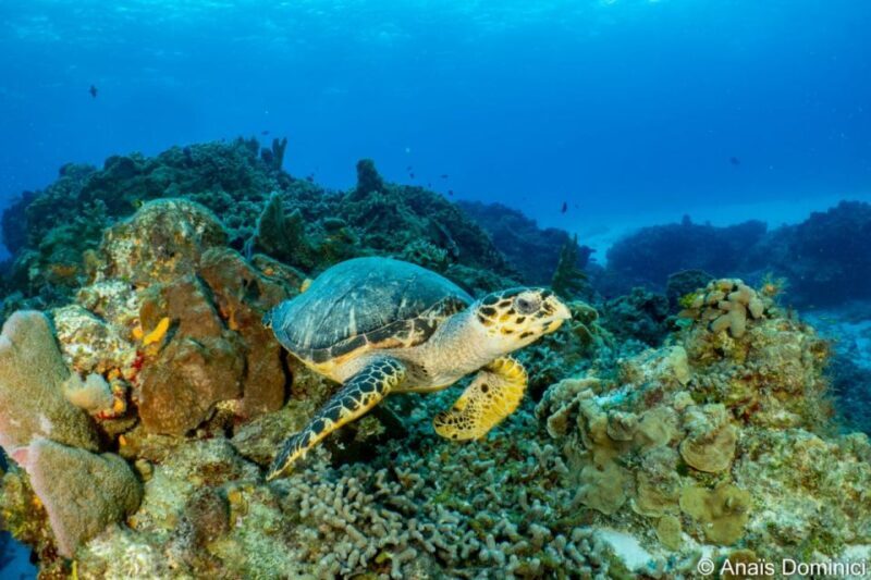 Cozumel: South Marine Park & Cozumel Reef Scuba Diving Tour - Final Thoughts