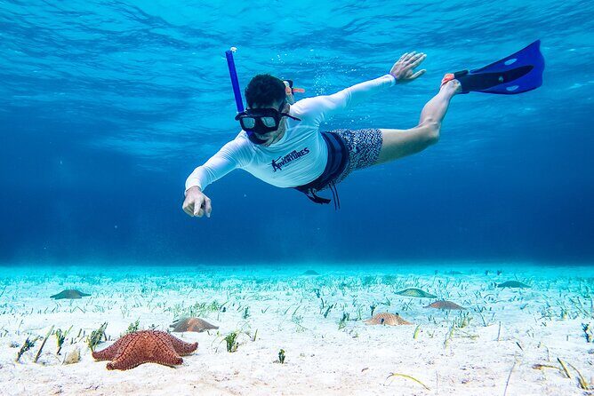 Cozumel Starfish and Tropical Reef Snorkeling by Powerboat with Lunch - Final Thoughts: Who Will Love This Tour?