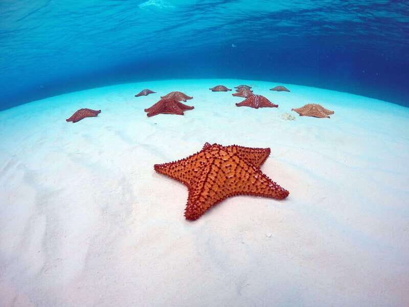 Cozumel: Transparent bottom boat tour and snorkeling activity. - A Closer Look at the Experience
