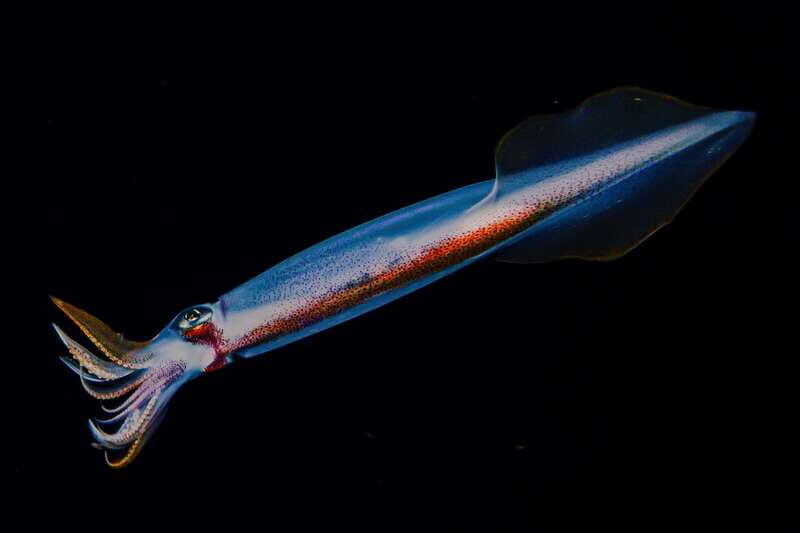 Cozumel: Twilight and Night Dive for Certified Divers - An Authentic Nighttime Underwater Adventure
