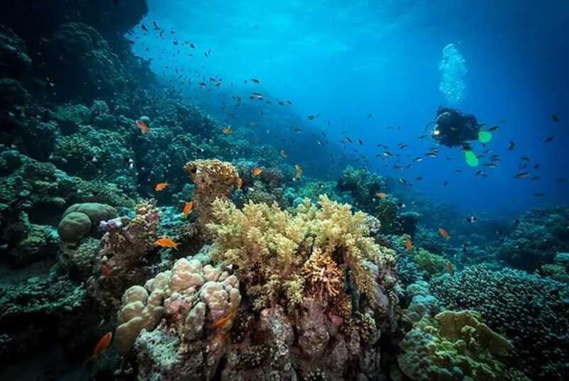 Cozumel: Twilight and Night Dive for Certified Divers - Who Will Love This Experience?