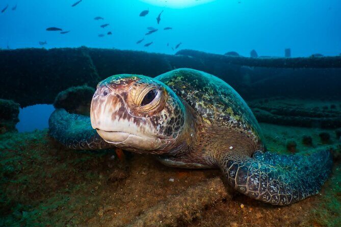 Cozumel underwater 2 Tank Dive by boat - FAQs