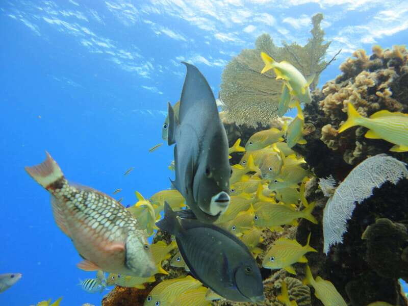Cozumel: VIP Glass Bottom Boat & Snorkeling 3 Reefs Tour - Why This Tour Works Well