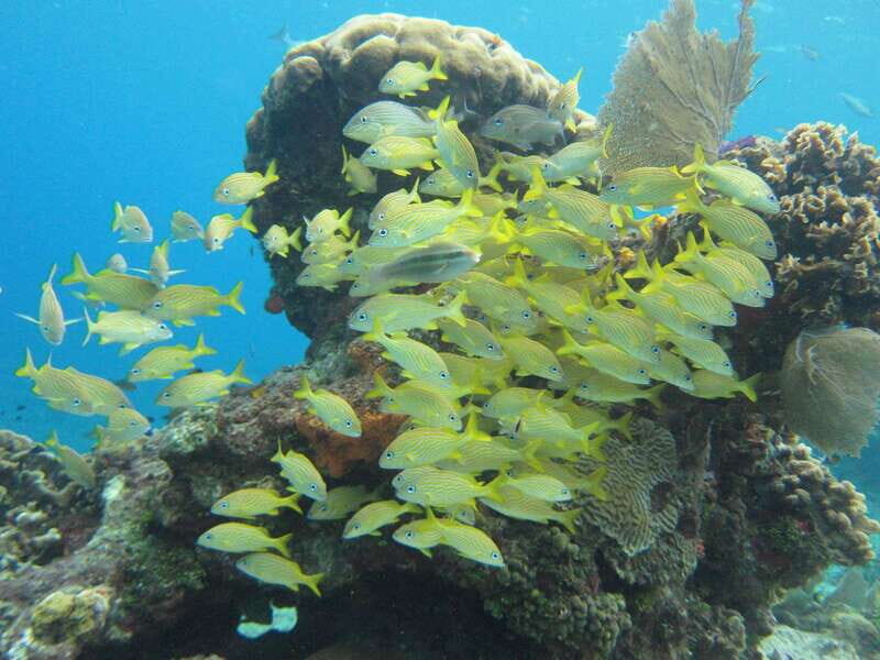 Cozumel: VIP Glass Bottom Boat & Snorkeling 3 Reefs Tour - The Sum Up