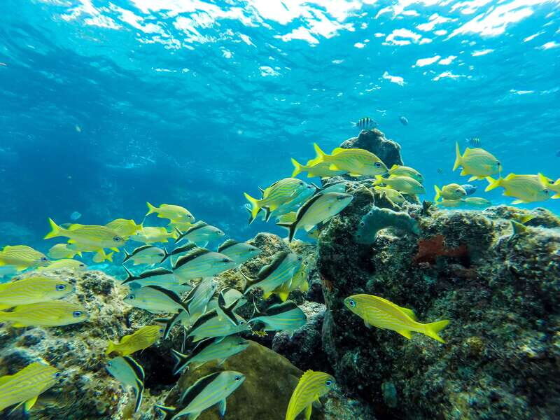 Cozumel: West Coast E-Bike and Snorkeling Tour - Who Should Consider This Tour?