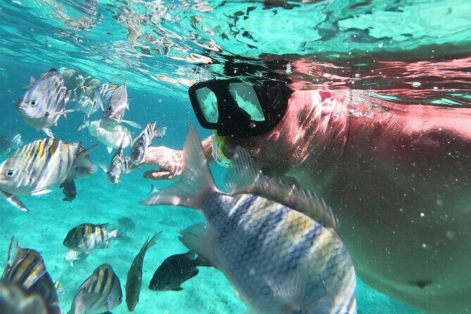 Cozumel's Reefs in El Cielo, Palancar and Columbia Guided Tour - Practical Details and Logistics